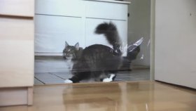Saftirik Kedi