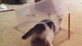 Lazerle Kedi Tuzağı