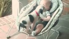 Bebekle Uyumak İsteyen Yavru Köpek