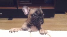 Beni Yatağa Al Diyen Köpek