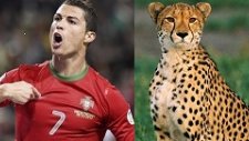 Futbolculara Hayvanlar Aleminden İlginç Benzetmeler