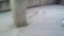Seferli oyunlu Taklaci mavilerim