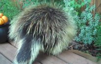 Teddy Bear The Porcupine's Halloween Feast