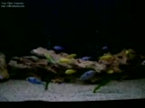 malawi tankım