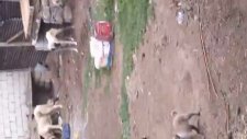Yetişkin Kangal