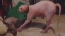 Kedi az kalsın kalp krizi geçiriyordu..