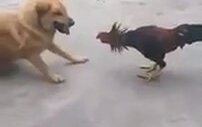 Köpekle Dövüşen Horoz