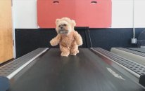 Ayı Görünümlü Yavru Köpek Egzersiz Yaparken