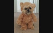 Ayı Kostümü Giyen Köpek