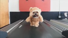 Köpeğin Ayıcık Kostümüyle Koşu Bandında Macerası