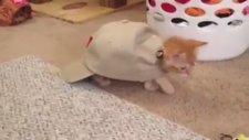 Şapkalı Kedi