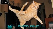 En Komik Kedi Düşüşleri 2014