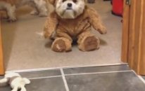 Çok saçma ayı kostümlü köpek