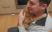 Sahibinin Kucağında Bebek Gibi Uyuyan Kedi