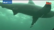 4 metrelik jaws böyle saldırdı