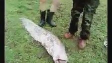 Schumaer'in Donu ve Balık Sevgisi