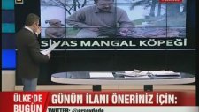 Sivas Mangal Köpeği İlanı