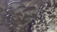 Tekstil Atıklarından Mantar Üretip Satmak