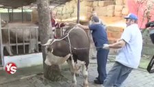 Kurban Nasıl Yatırılır