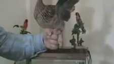 Tabancayla Kuş Tehdit Etmek