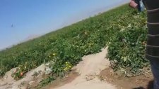 Sevdiği Kızı Almak İçin Her Yolu Deneyen Köylü Çocuk