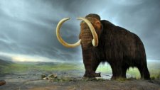 40 000 yıllık Mamut klonlanacak mı?