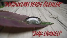 Doğdukları Yerde Ölenler / Zülfü Livaneli