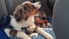 Sevdiği Şarkı Çalınca Uyanıp Eşlik Eden Köpek