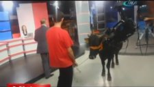 Canlı Yayına 'Öküz' Çıkarmak
