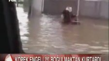 Engelli Sahibini Kurtaran Köpek