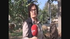 Ayağı Kopan Eşeğe Protez Taktıran Gülsüm Öğretmen