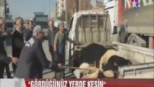 Başıboş Hayvanları Gördüğünüz Yerde Kesin - Silopi Belediye Başkanı