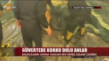 Güvertede Deniz Aslanı Saldırısı