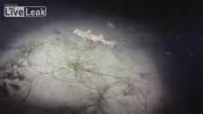 Redondo Plajında Gece Dalışı