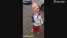 İnsan Gibi Yürüyen Köpek!