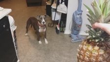 Ananastan Korkan Pitbull