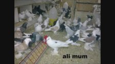 Ali Mum Güvercinleri