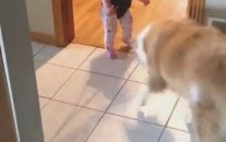 Bebeğe Zıplamayı ve Adım Atmayı Öğreten Köpek