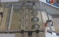 Kruvasan İmalat Tesisi için Kesme ve Katlama Makinası
