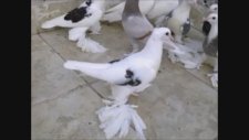 Malatya Paçalı Güvercinleri