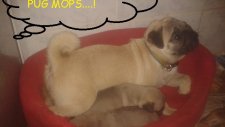 Pug Mops