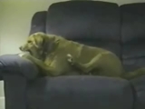 Şizofren Köpek