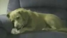 şizofren köpek