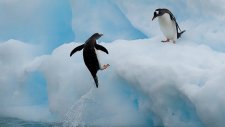 Penguenlerin Buzula Çıkma Çabası