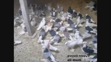 Ali Mum Güvercinleri