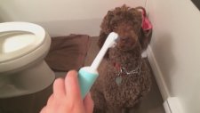Köpeğin Diş Fırçası Karşısında Komik Tepkisi