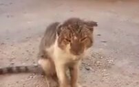 Arapça Konuşan Kedi