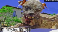 Korkunç Şekilde Çirkin 10 Hayvan