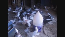 Canlı Canlı Güvercin Video