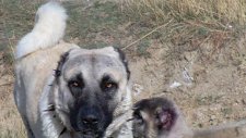 Safkan Kangal Köpekleri